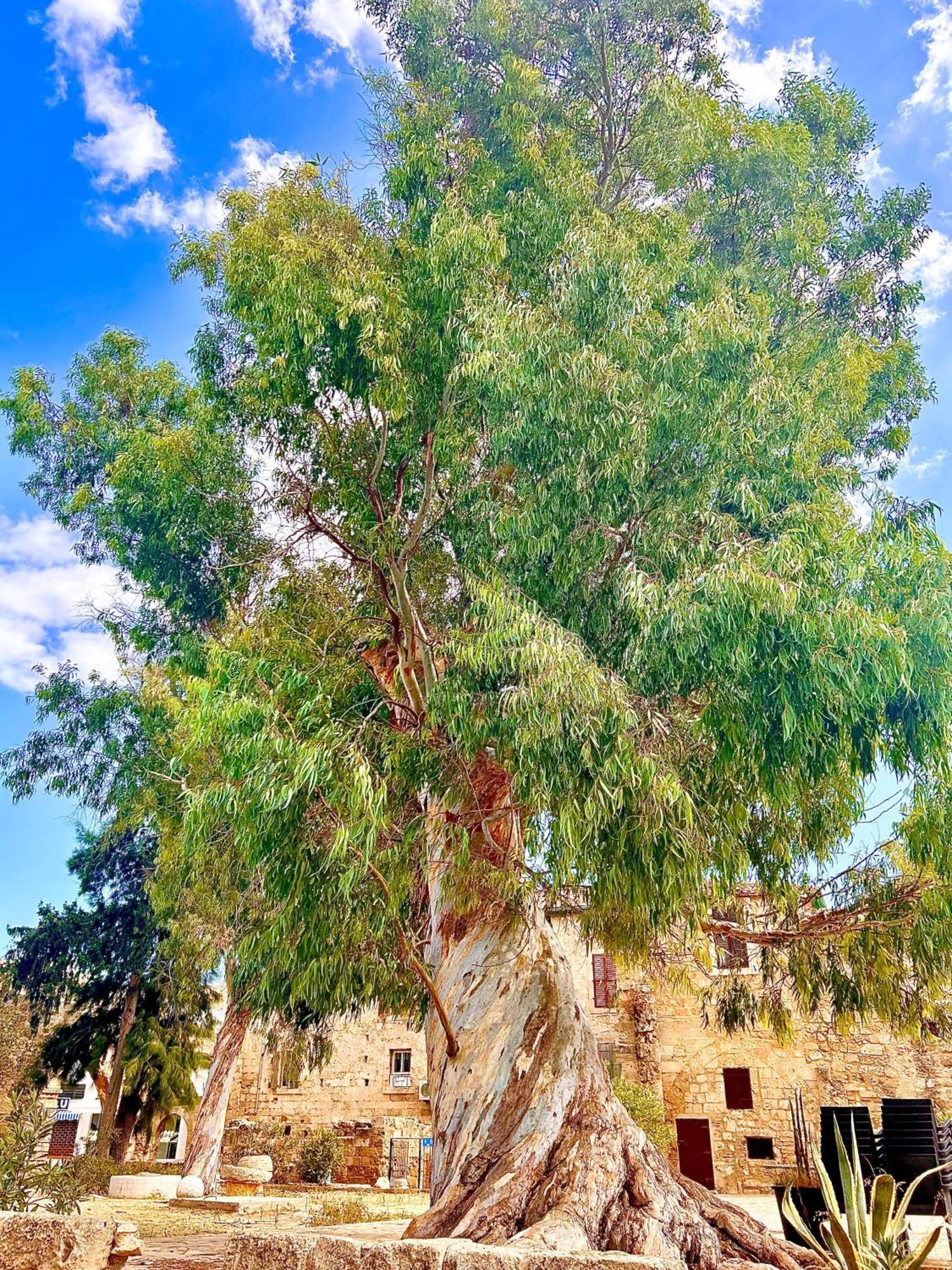 Royal Goddess Guest House, Walled City Famagusta  Ngoại thất bức ảnh