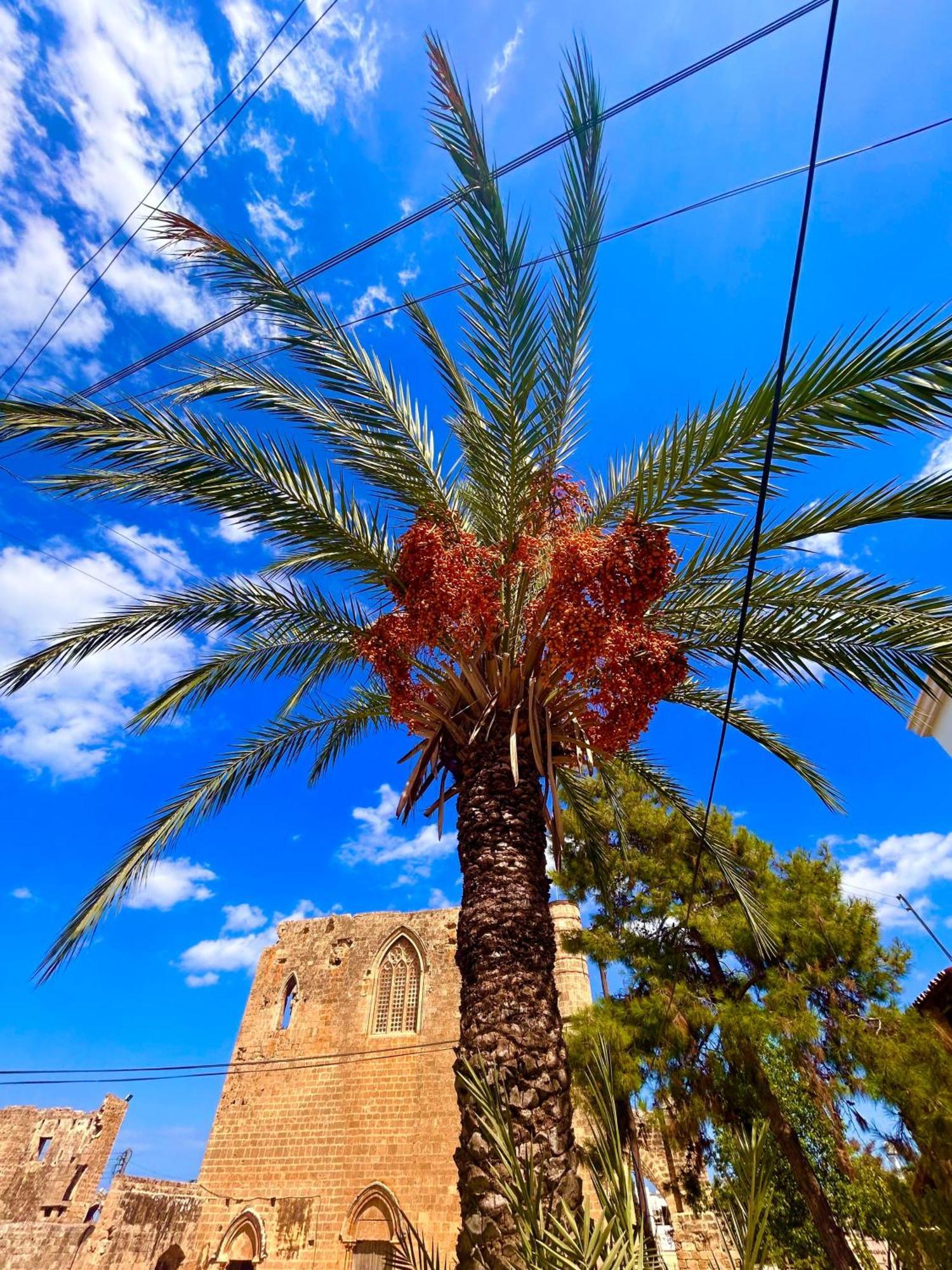 Royal Goddess Guest House, Walled City Famagusta  Ngoại thất bức ảnh
